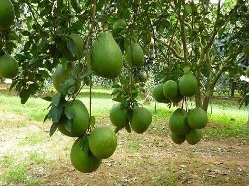 cây bưởi giống