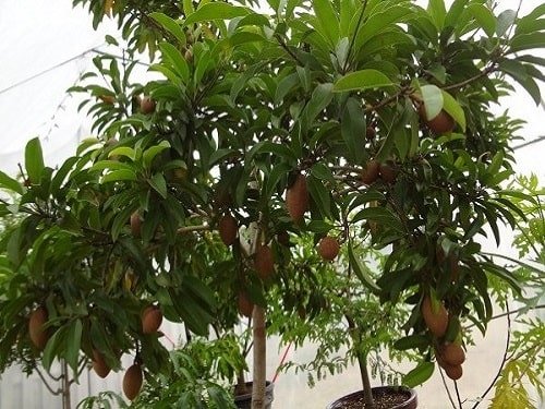 Giống cây hồng xiêm