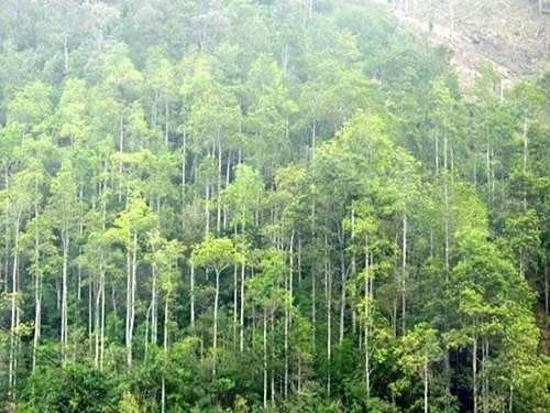 Giống cây lấy gỗ, công trình, dược liệu