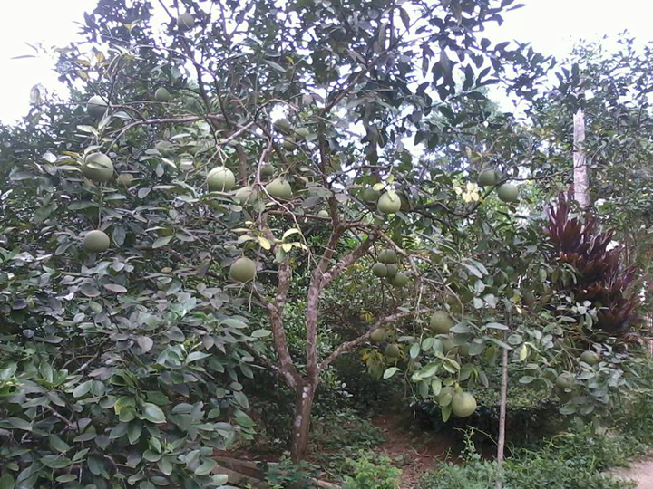 Giống Bưởi Đoan Hùng