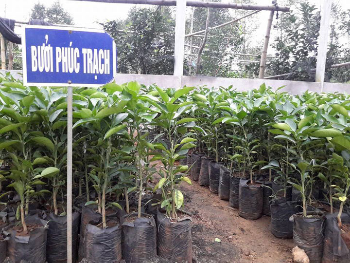 giống Bưởi Phúc Trạch