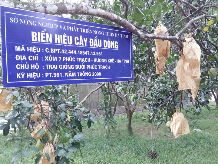 giống Bưởi Phúc Trạch
