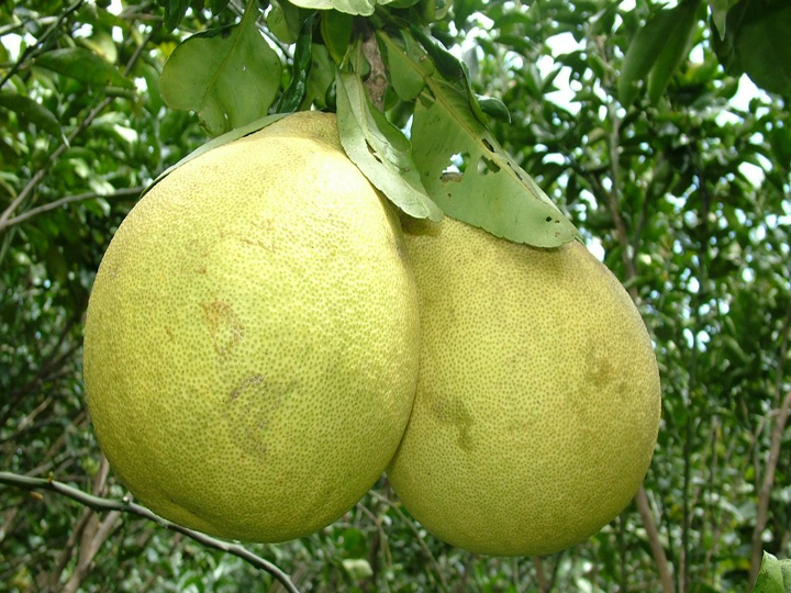 Giống Bưởi Quế Dương