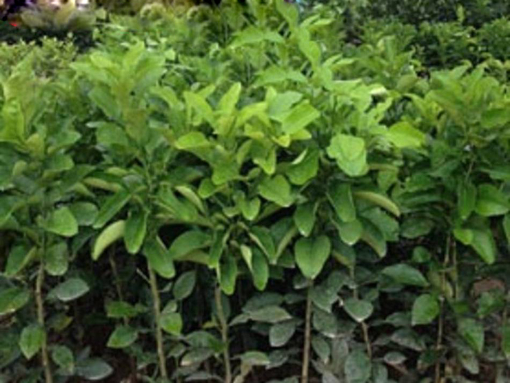 Giống Bưởi Quế Dương