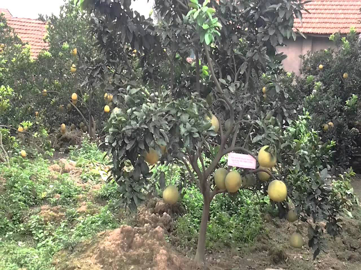 Giống Bưởi Quế Dương