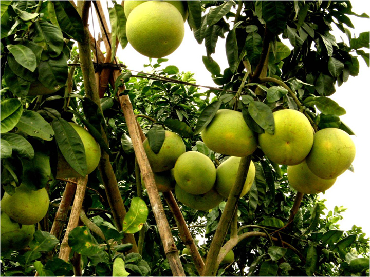 Giống Bưởi Quế Dương