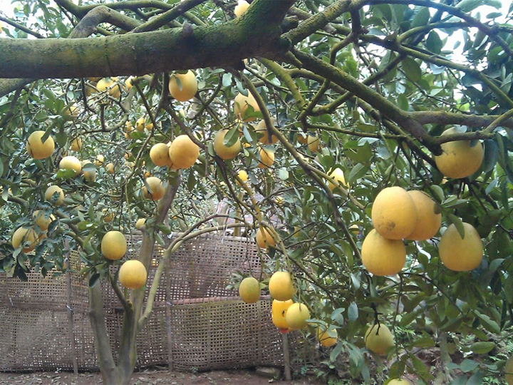 Cây Giống Bưởi Hoàng