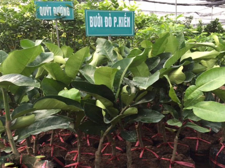 Giống bưởi đỏ phúc kiến