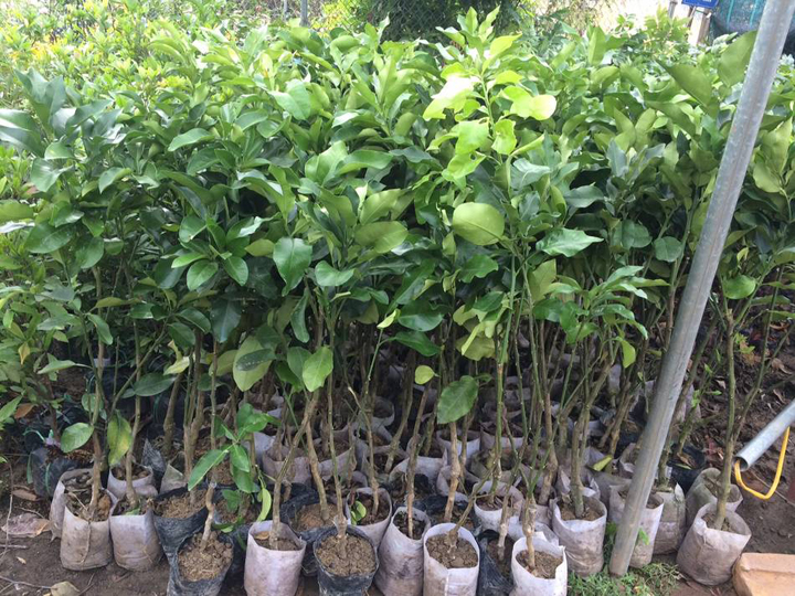 Giống bưởi đỏ phúc kiến