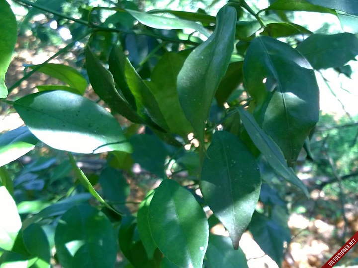 Cây giống Cam bù Hương Sơn