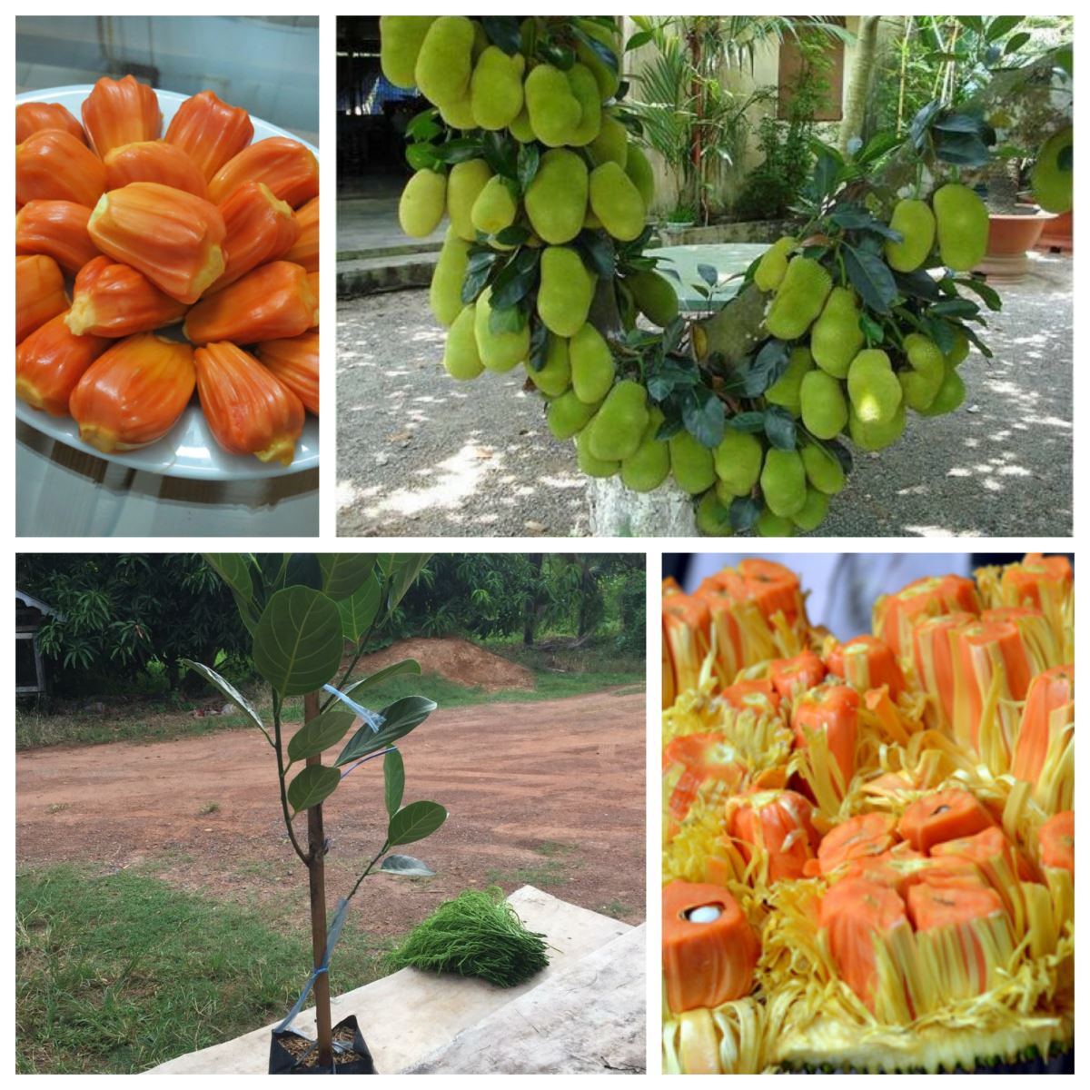 Giống cây Mít ruột đỏ