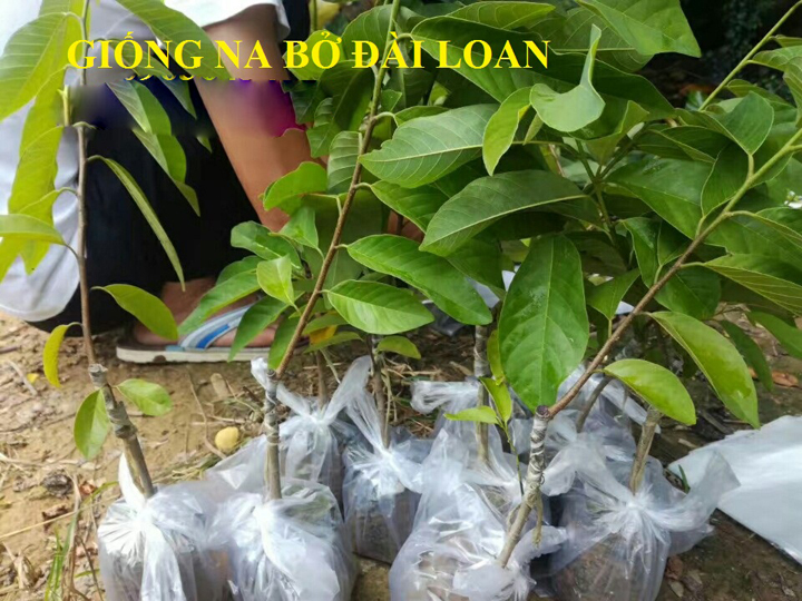 Giống na bở Đài Loan