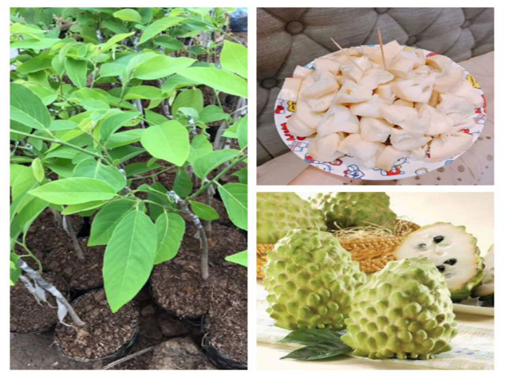Giống na dứa đài loan