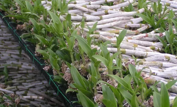 Nhân giống hoa lan bằng phương pháp phân nhánh