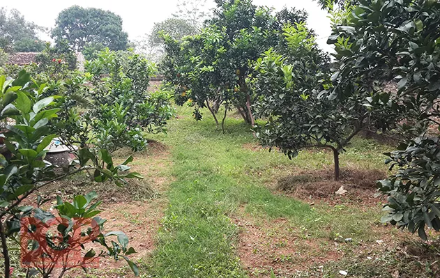 Cách trồng chăm sóc bưởi diễn